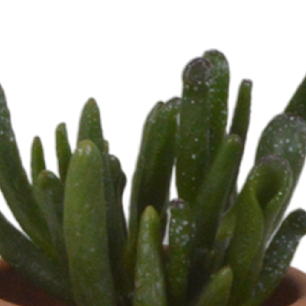 Vetplanten in terracotta pot – Ø6 cm, 13 cm hoog