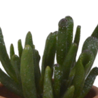 Vetplanten in terracotta pot – Ø6 cm, 13 cm hoog