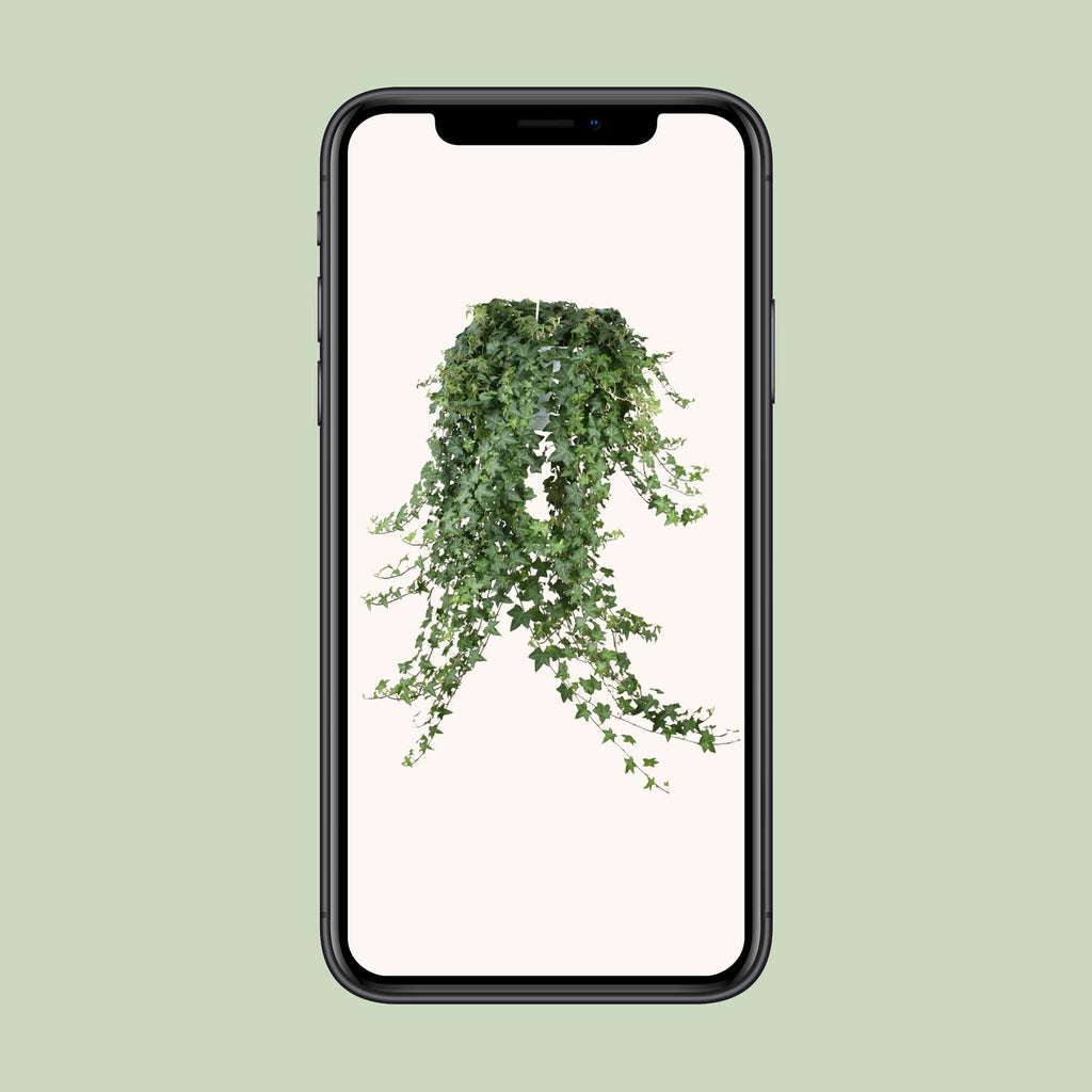 Hedera Helix Pitsburg (klimop) – Ø24 cm