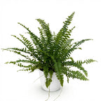 Nephrolepis exaltata Green Lady (sværdbregne) i hvid Potter-pottedødskasse – Ø12 cm, 25 cm høj