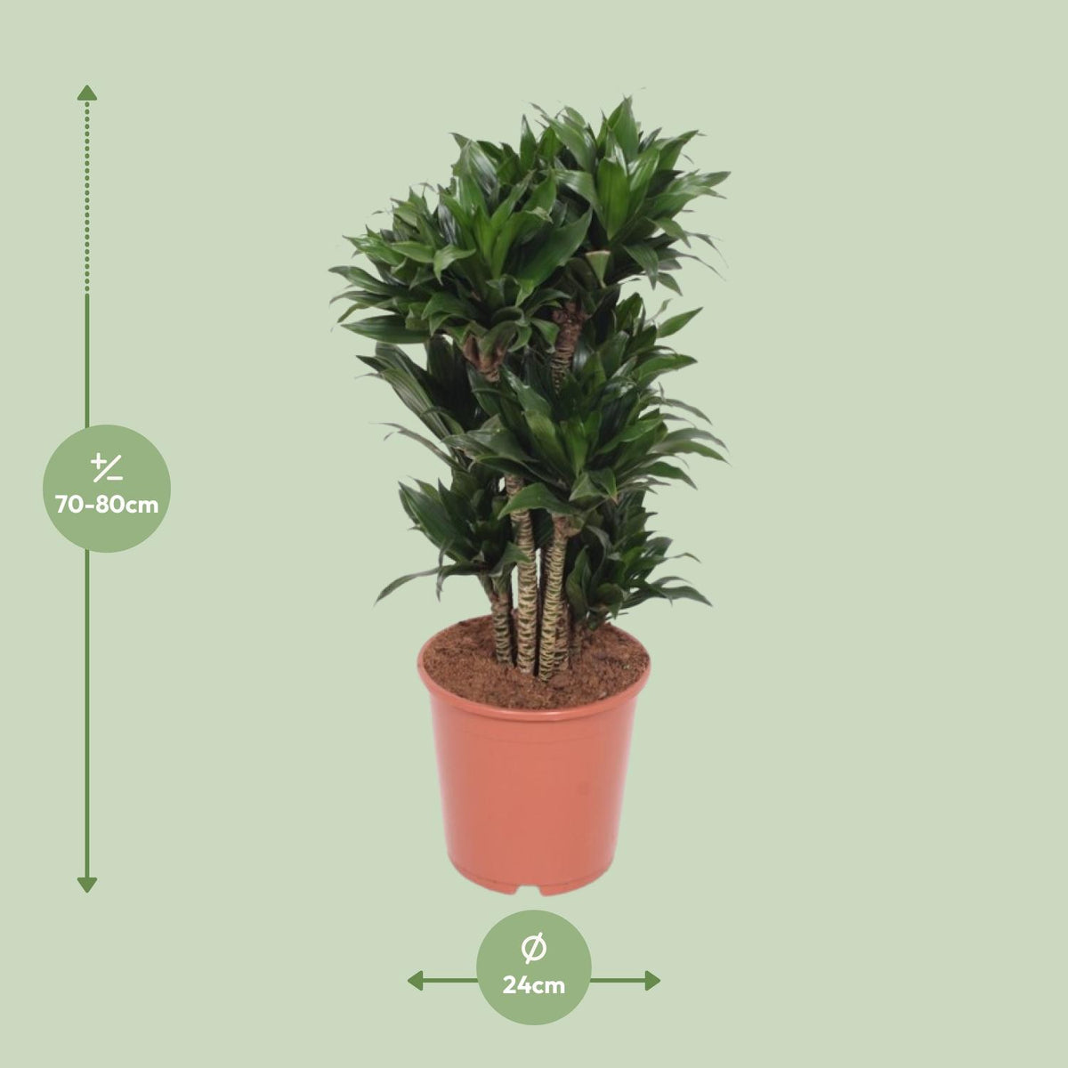 Dracaena Compacta (drakenboom) – Ø24 cm, 80 cm hoog