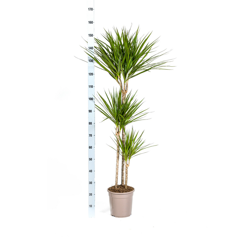 Dracaena marginata Green (Drachenbaum) mit Korb – Ø 24 cm, 130–150 cm hoch