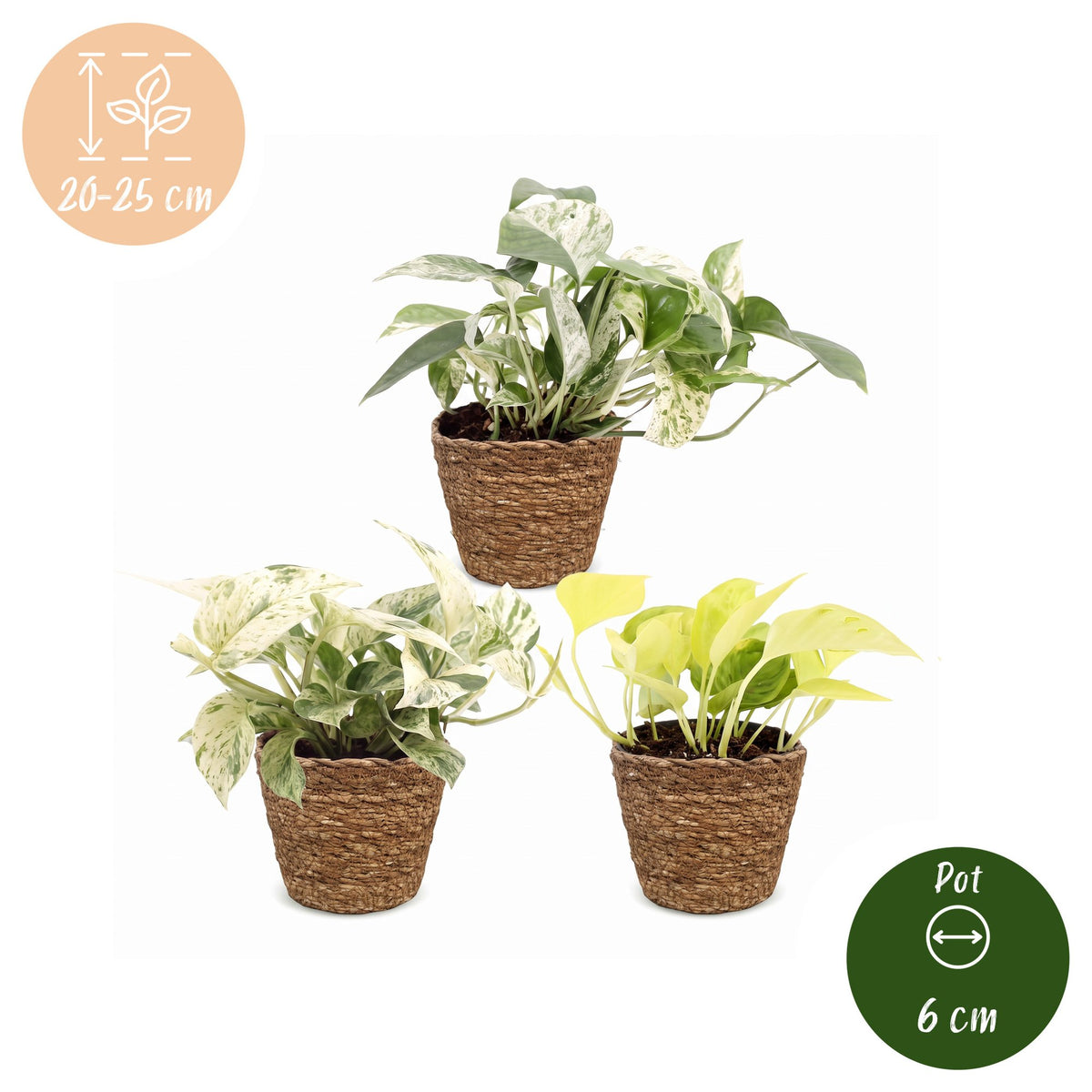 3× Epipremnum Tricolour (scindapsus) avec panier – Ø6 cm, 20–25 cm de haut