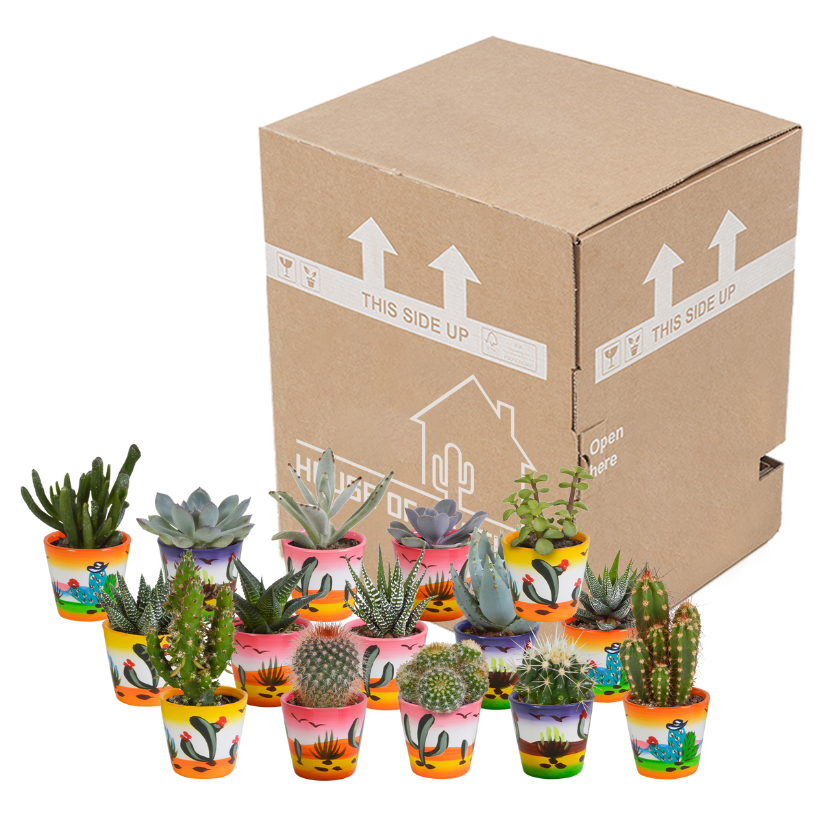 15× Mélange de cactus et plantes grasses (Cactaceae) – Ø6 cm, 13 cm de haut