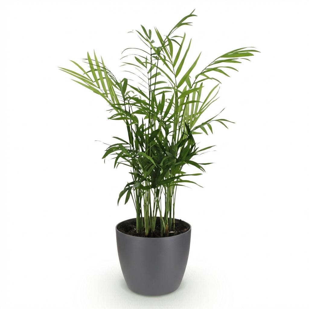 Goudpalm (Dypsis) in Potter-sierpot grijs – Ø12 cm, 15 cm hoog – foto 2
