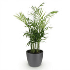 Goudpalm (Dypsis) in Potter-sierpot grijs – Ø12 cm, 15 cm hoog