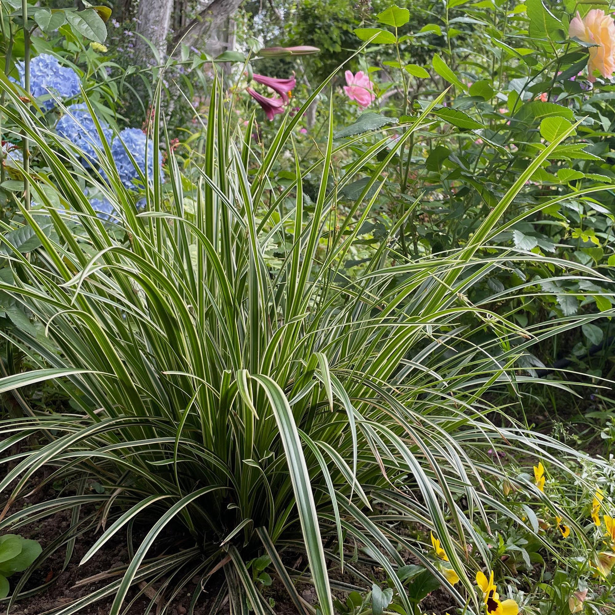 Carex morrowii 'Ice Dance' (Segge) – 2 Pflanzen, Ø 17 cm, 50 cm hoch – Bild 4