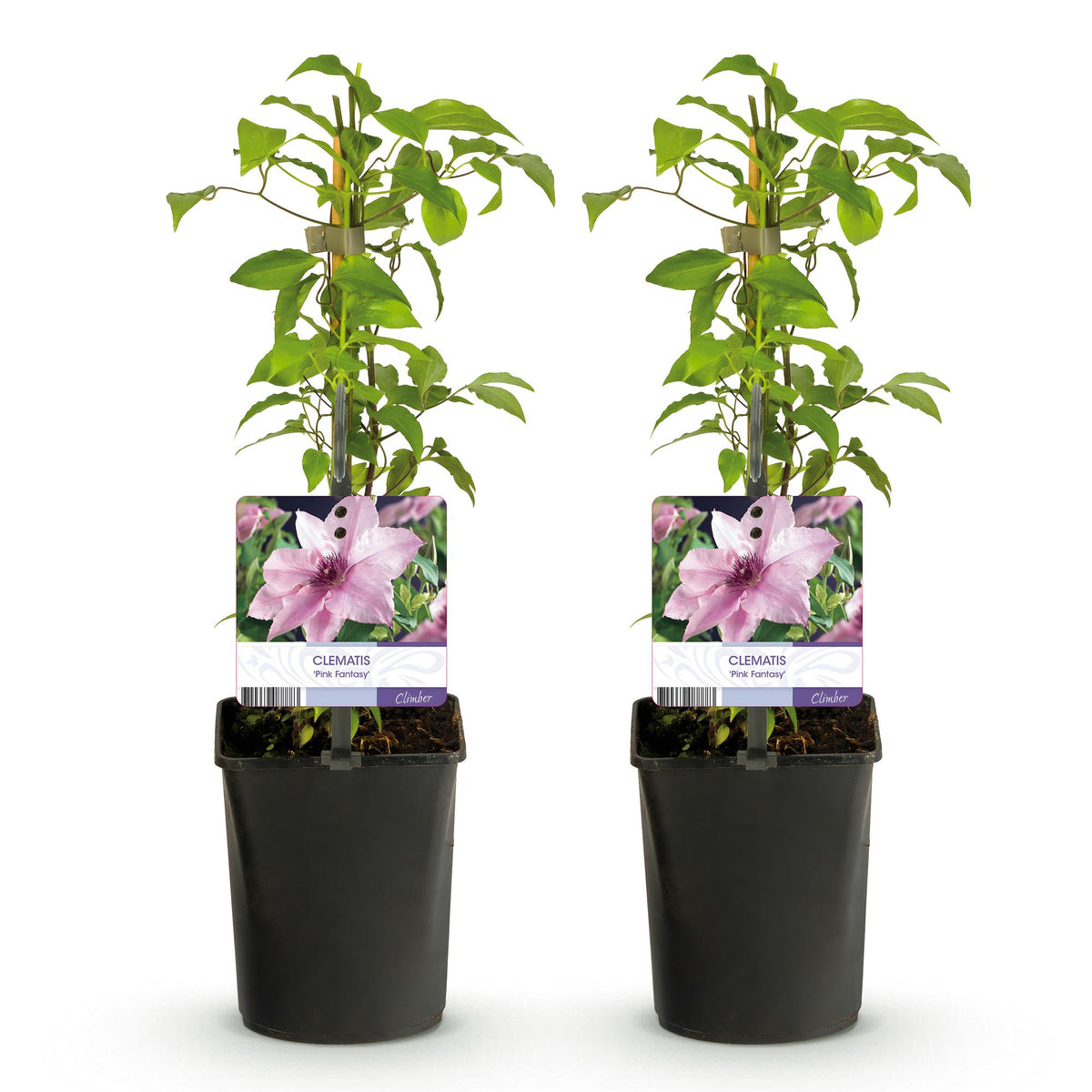 Clematis 'Pink Fantasy' (bosrank) – roze – 2 planten, Ø11 cm, 40 cm hoog