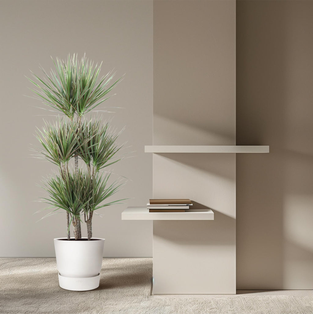 Dracaena Bicolor Carrousel (drakenboom) – Ø31 cm, 150 cm hoog