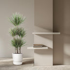 Dracaena Bicolor Carrousel (drakenboom) – Ø31 cm, 150 cm hoog