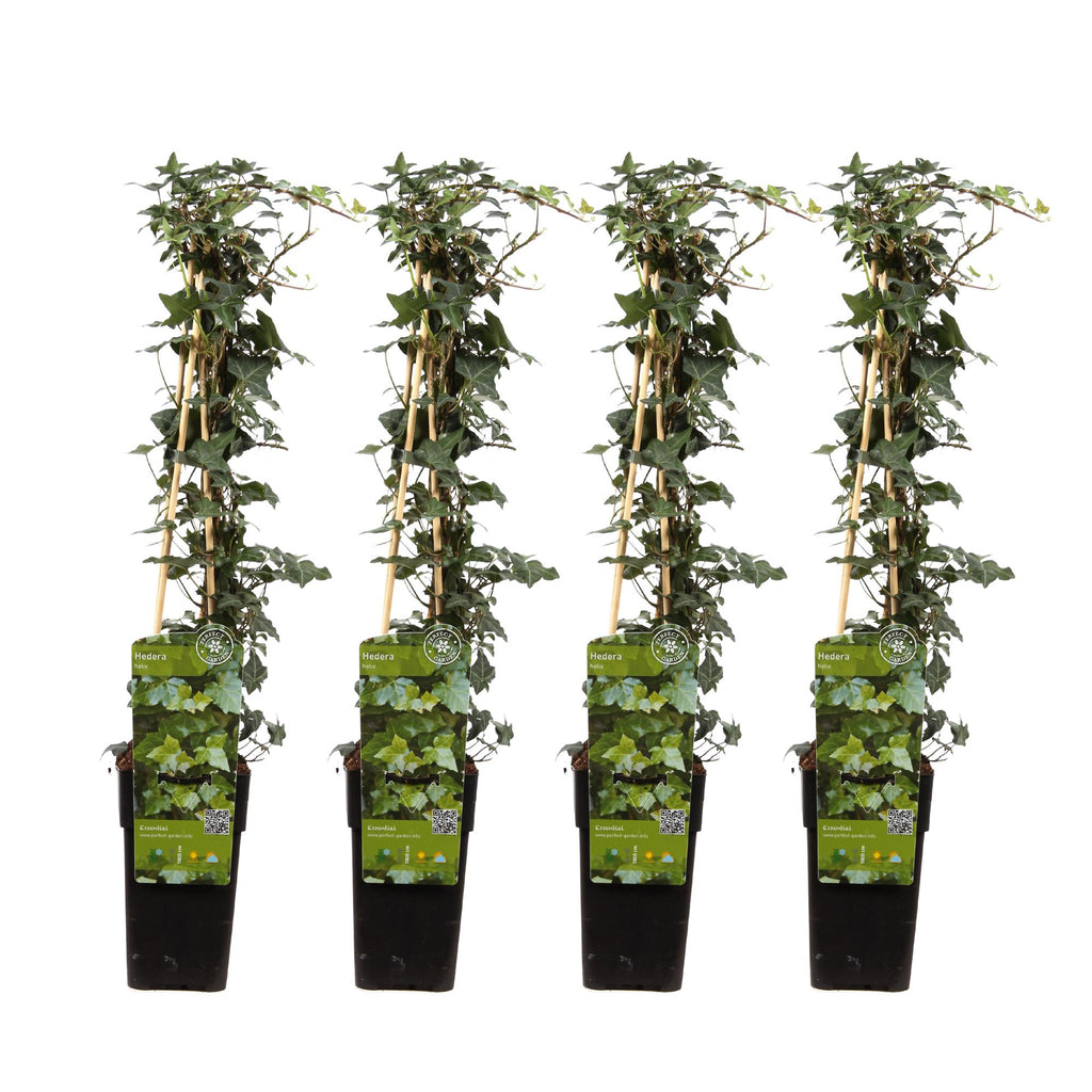 Hedera helix (English ivy) – 4 plants, Ø15 cm, 65 cm high