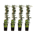 Hedera helix (English ivy) – 4 plants, Ø15 cm, 65 cm high