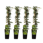 Hedera helix (English ivy) – 4 plants, Ø15 cm, 65 cm high