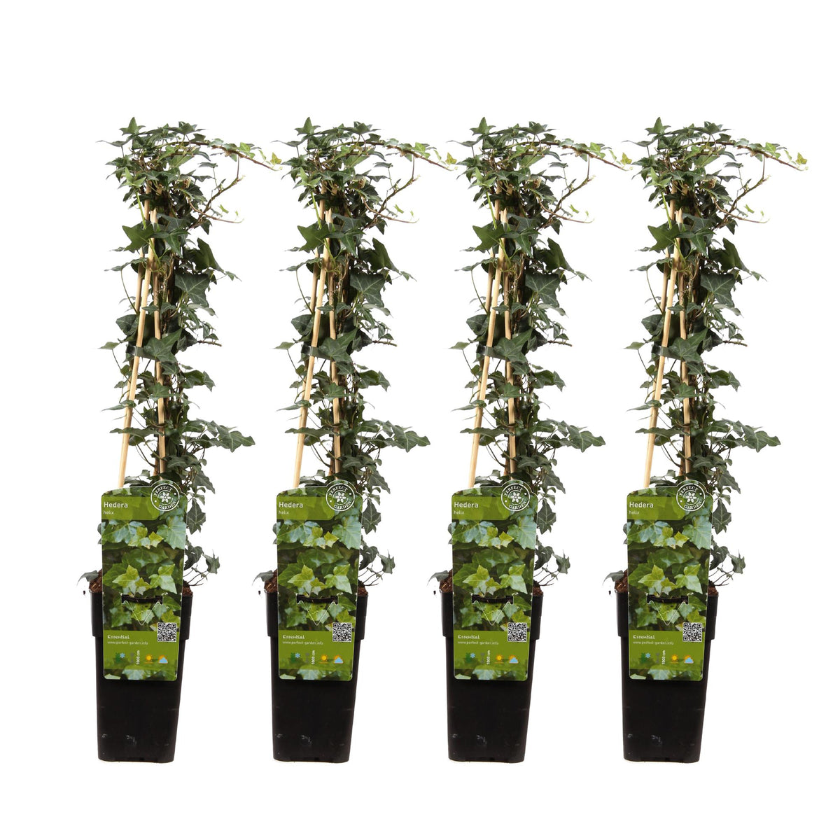 Hedera helix (klimop) – 4 planten, Ø15 cm, 65 cm hoog