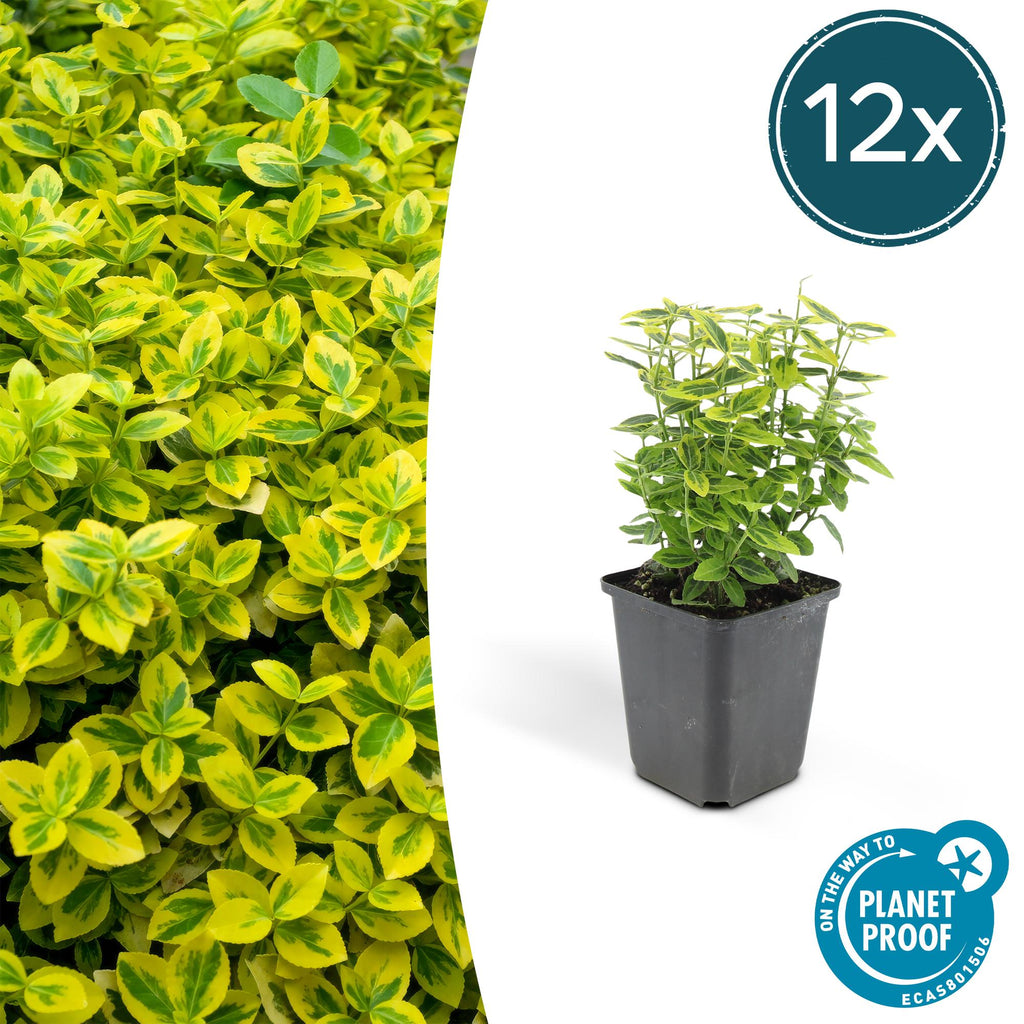 Euonymus fort. 'Emerald N Gold' (Kardinalsmuhr) – 12 Pflanzen, Ø9 cm, 10–25 cm hoch
