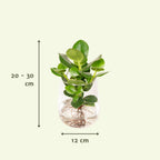Clusia in Kingston glas – Ø12 cm, 30 cm hoog