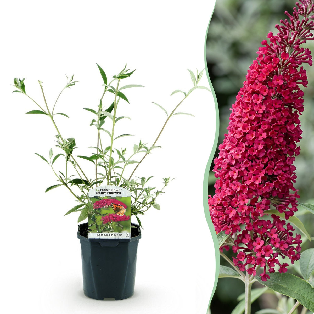 Buddleja davidii 'Royal Red' (vlinderstruik) – rood – 3 planten, Ø17 cm, 45 cm hoog