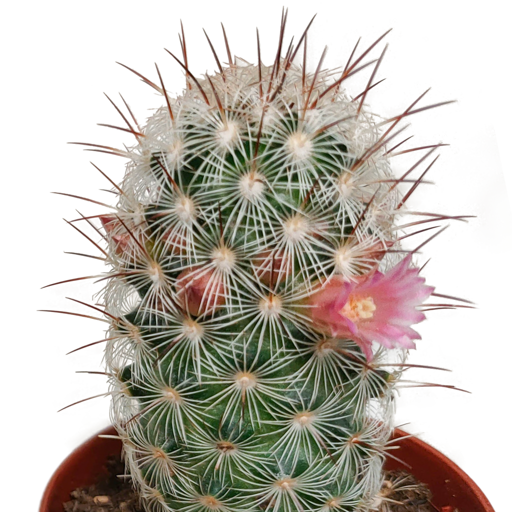 5× Cactus mix (Cactaceae) sans pot décoratif – Ø6 cm, 13 cm de haut – photo 7