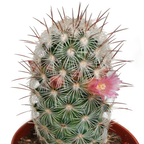 5× Cactus mix (Cactaceae) sans pot décoratif – Ø6 cm, 13 cm de haut