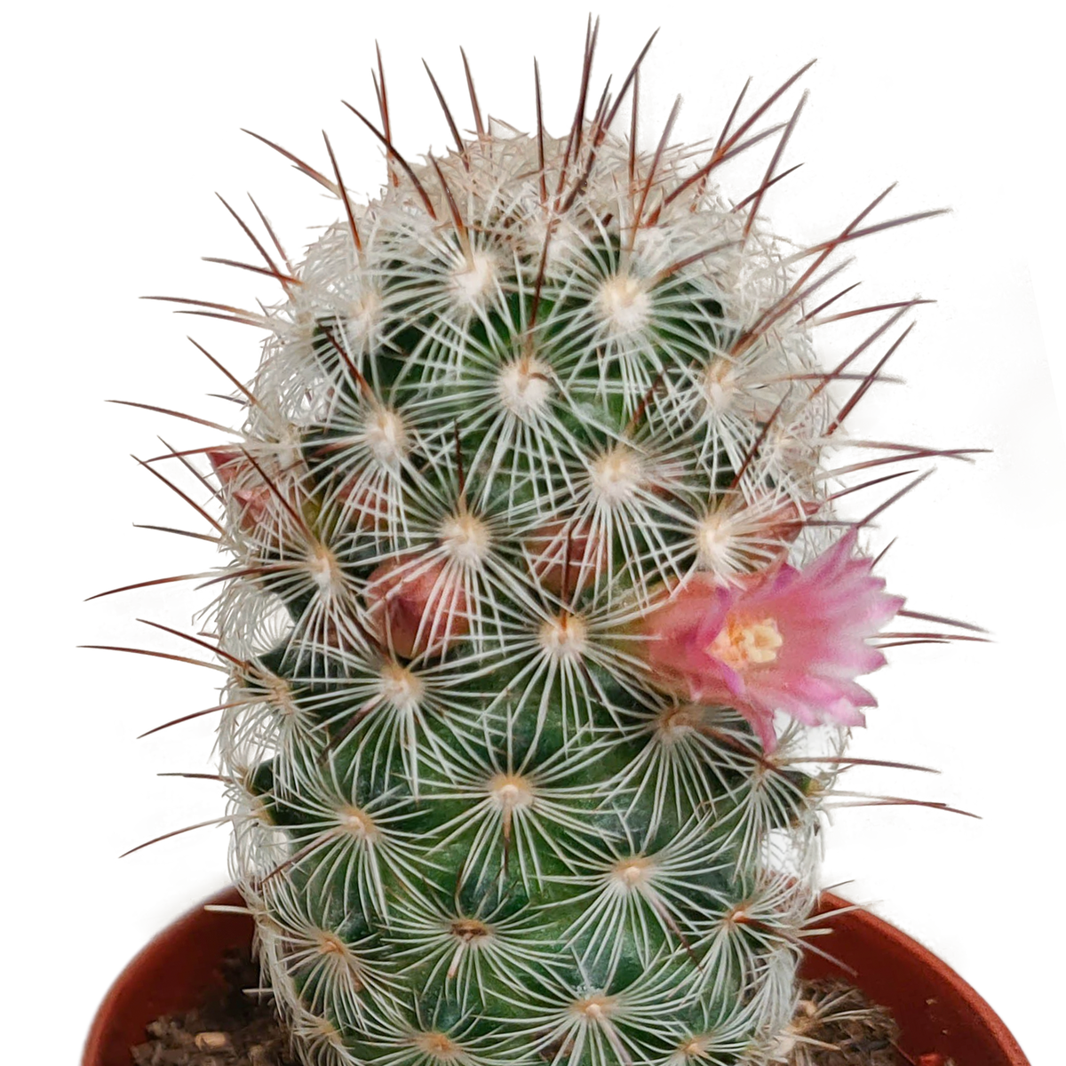 5× Cactus mix (Cactaceae) sans pot décoratif – Ø6 cm, 13 cm de haut – photo 7
