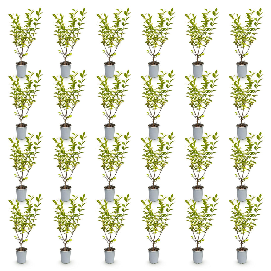 Ligustrum ovalifolium 'Aureum' (golden privet) – 24 plants, Ø9 cm, 35–45 cm high – photo 2