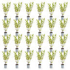 Ligustrum ovalifolium 'Aureum' (golden privet) – 24 plants, Ø9 cm, 35–45 cm high