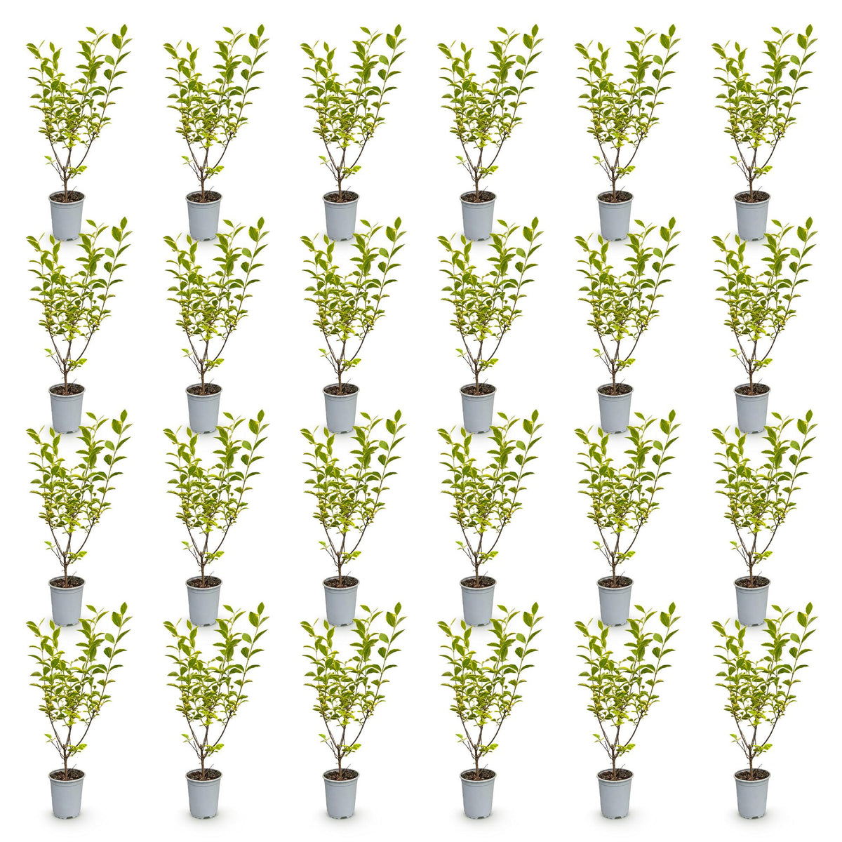 Ligustrum ovalifolium 'Aureum' (golden privet) – 24 plants, Ø9 cm, 35–45 cm high – photo 2