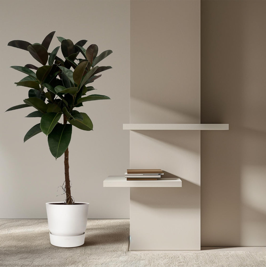 Ficus elastica Robusta Stamm (Gummibaum) – Ø24 cm, 120 cm hoch