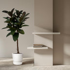 Ficus elastica Robusta Stamm (Gummibaum) – Ø24 cm, 120 cm hoch