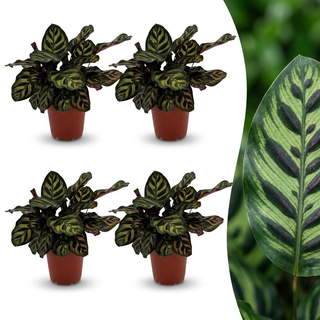 4× Calathea makoyana – Ø12 cm, 25 cm high