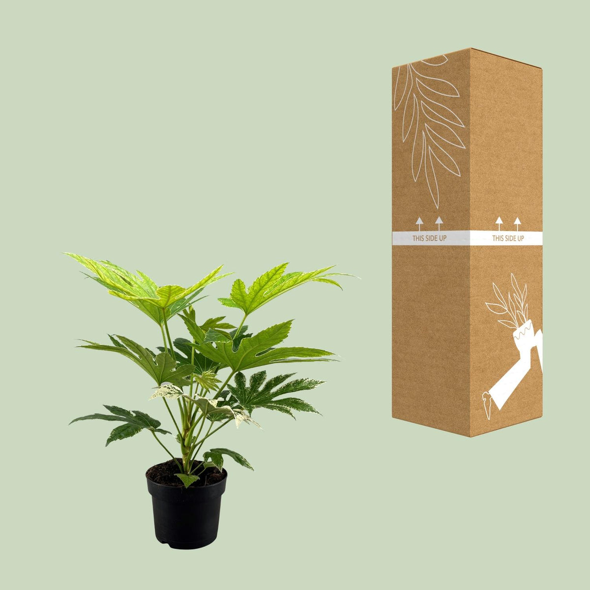 Fatsia Japonica Spider Web (vingerplant) – Ø17 cm, 50 cm hoog