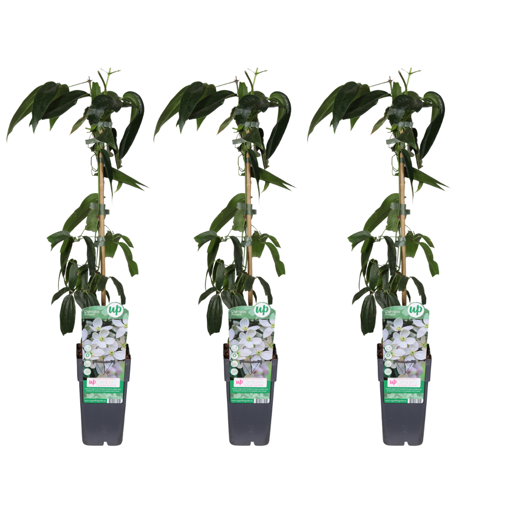 Clematis armandii (bosrank) – 3 planten, Ø15 cm, 65 cm hoog