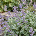 Nepeta faassenii (menthe-des-chats) – violet – 6 plantes, Ø11 cm, 15–25 cm de haut