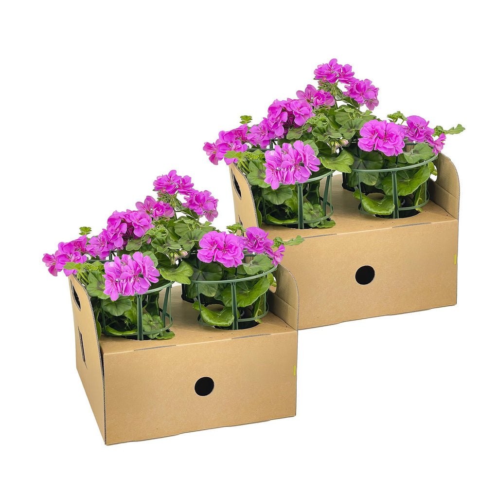 Pelargonium 'Peltatum Violet' (geranium) – 8 plants, Ø12 cm, 20 cm high