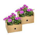 Pelargonium 'Peltatum Violet' (geranium) – 8 plants, Ø12 cm, 20 cm high