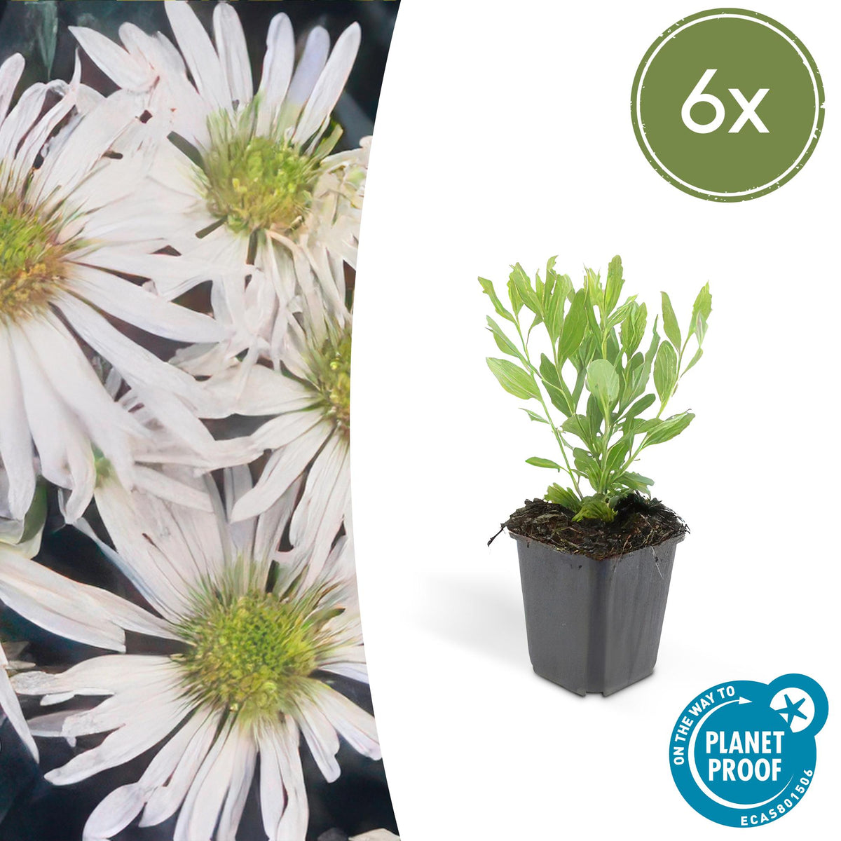 Aster ageratoides 'Ashvi' – 6 Pflanzen, Ø9 cm, 10–25 cm hoch