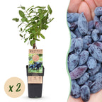 Lonicera caerulea 'Kamchatika' (honeyberry) – 2 plants, Ø15 cm, 50 cm high