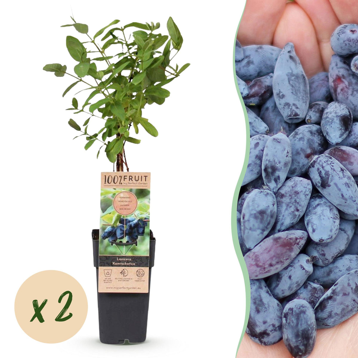 Lonicera caerulea 'Kamchatika' (honingbes) – 2 planten, Ø15 cm, 50 cm hoog