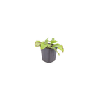 Symphytum grand. 'Wisley Blue' (grande consoude) – 12 plantes, Ø9 cm, 10–25 cm de haut