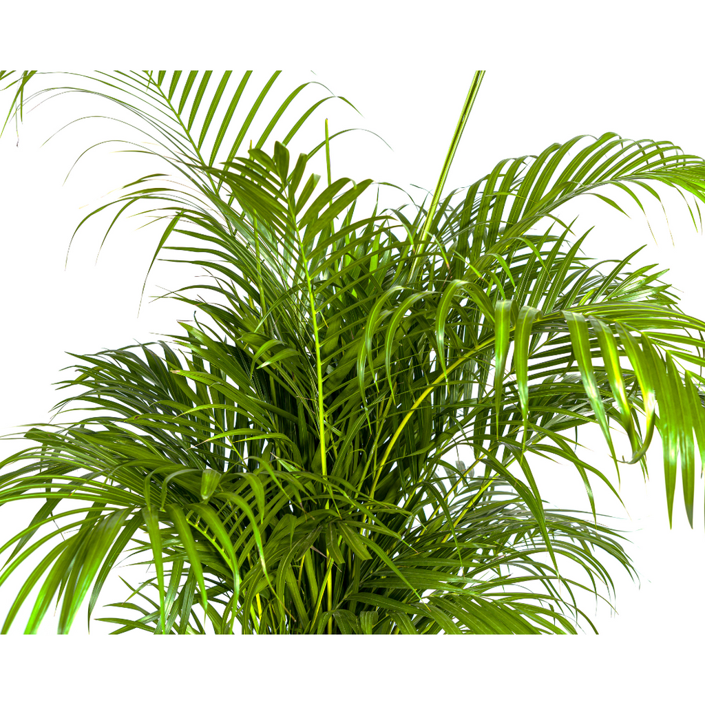 Dypsis Areca lutescens (goudpalm) – Ø27 cm, 150–170 cm hoog