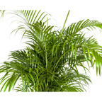 Dypsis Areca lutescens (goudpalm) – Ø27 cm, 150–170 cm hoog