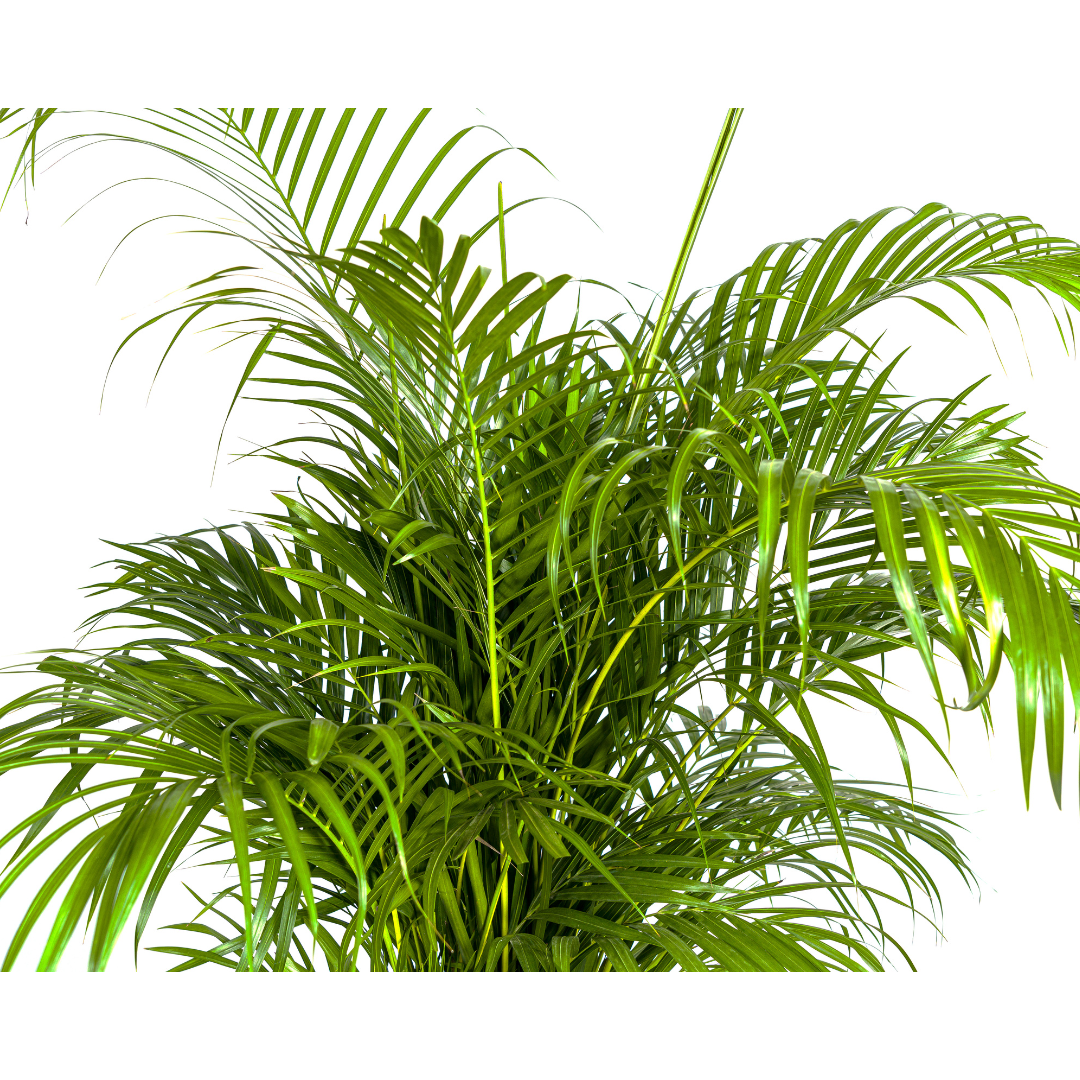 Dypsis Areca lutescens (goudpalm) – Ø27 cm, 150–170 cm hoog