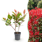 Photinia fraseri 'Little Red Robin' (photinia) – rouge – 24 plants, Ø9 cm, 25–35 cm de haut