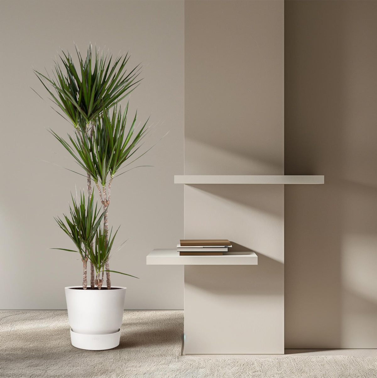 Dracaena marginata (Drachenbaum) – Ø 27 cm, 180 cm hoch