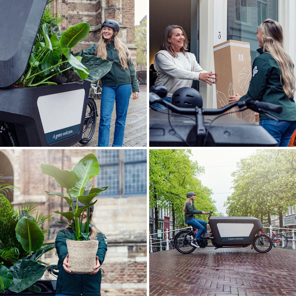 Zamioculcas (plante ZZ) – Ø 12 cm, 35 cm de haut