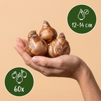 Narcisse 'Carlton' – 60 bulbes (calibre 12/14)