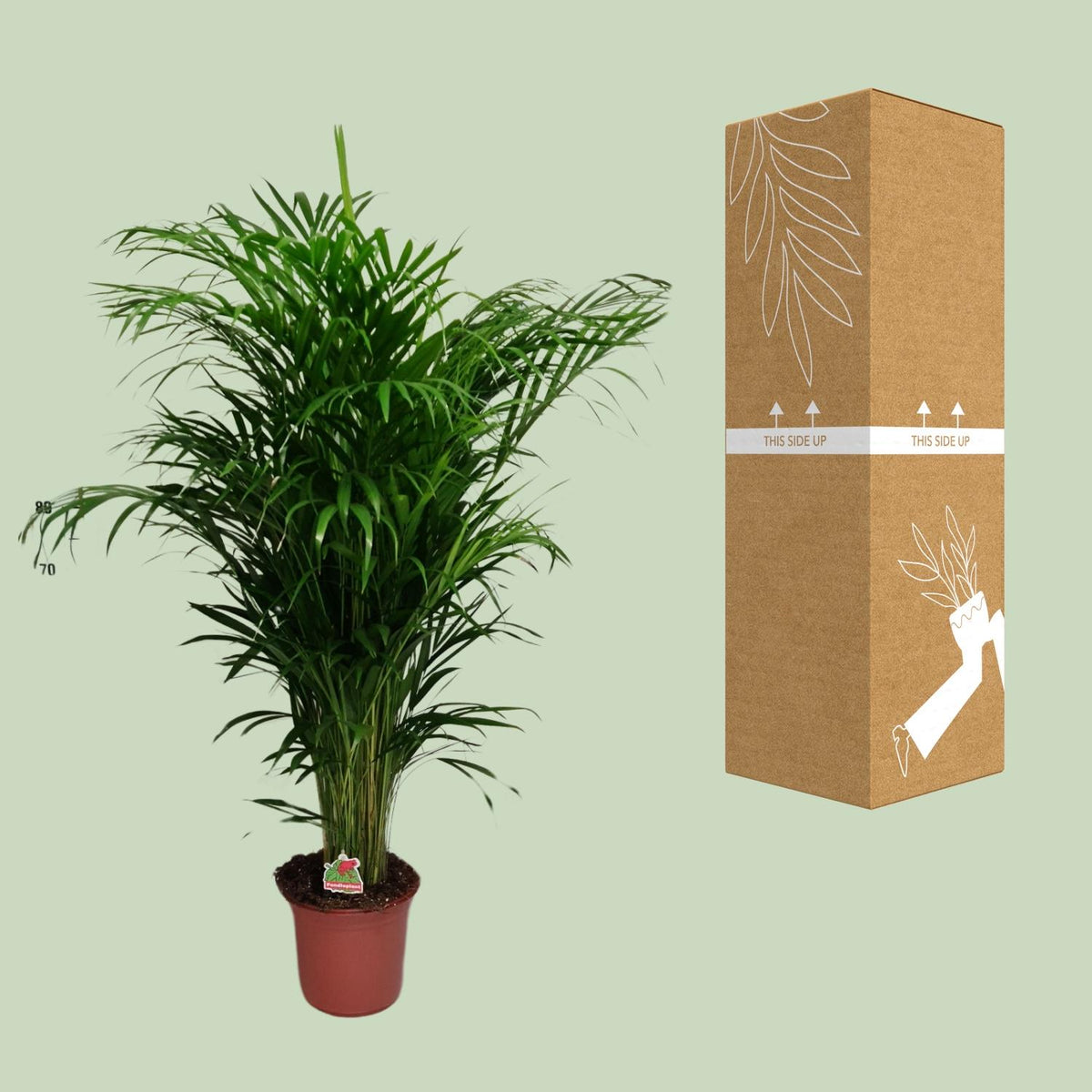 Dypsis lutescens (goudpalm) – Ø24 cm, 125 cm hoog