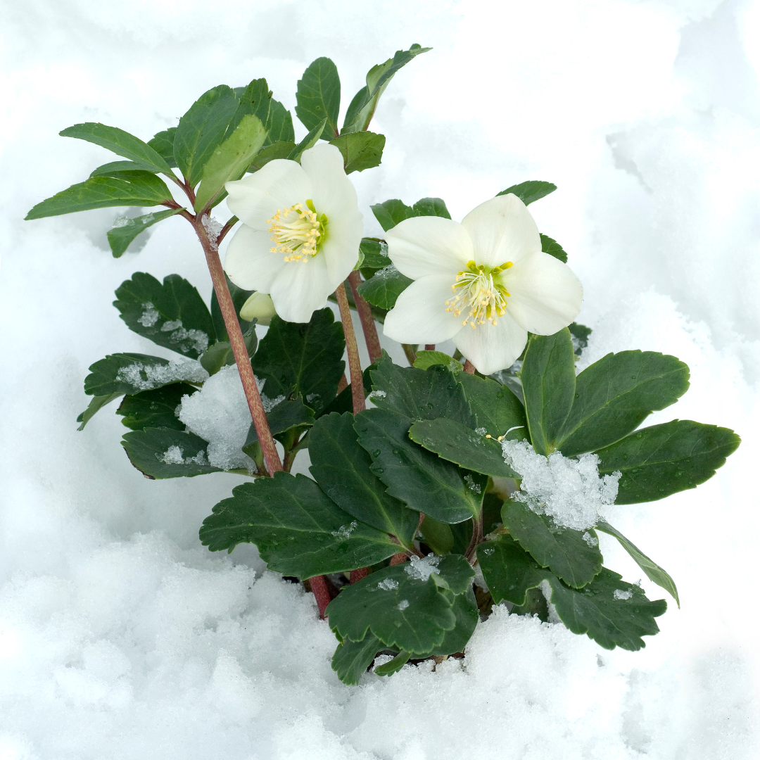 Helleborus niger 'Christmas Carol' (kerstroos) – 48 planten, 15 cm hoog – foto 4