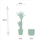 Yucca – Ø21 cm – art. 1462