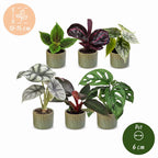 6× jeunes plantes Jungle Mix incl. Linnea Olive – Ø6 cm, 10–15 cm de haut